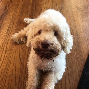 Meet your Posher, Max